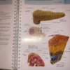 Anatomy Book Visual Dictionary⚕️Barron's