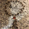 amber necklace