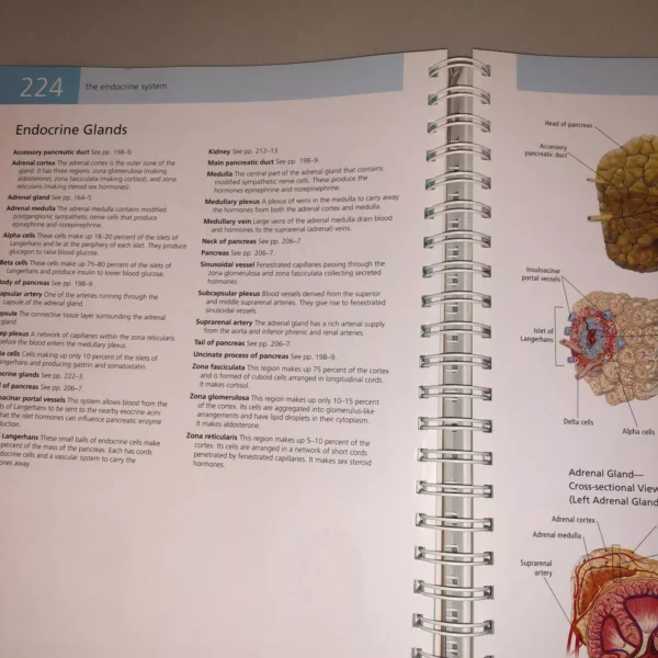 Anatomy Book Visual Dictionary⚕️Barron's