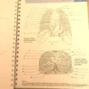 Anatomy Coloring Book Barron's Student's Self-Test ⚕️