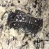 Kirks Folly Bat Cuff Bracelet! 🦇 *RARE*