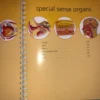 Anatomy Book Visual Dictionary⚕️Barron's