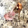 Pink heels perfume
